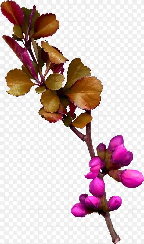 ���ո���ֲ�ﰮ��-������