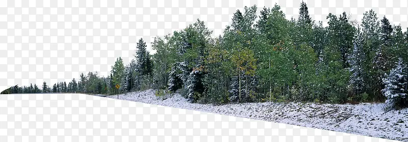 ������Ӱ����ϳ�ɭ��Ч��-������