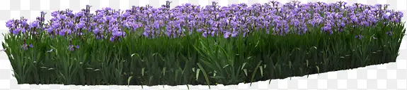 ��ɫ޹�²ݴ���ϳ���Ӱ-������