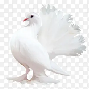 ��ɫ���崴�������Ӱ-������