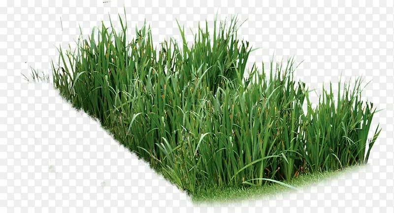 ���������Ӱ����-������