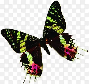 ��ɫʱ�к�������-������