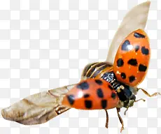 ���츴����������-������