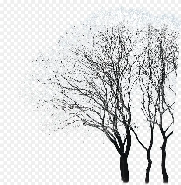 ��֦����ͥԺѩ��-������