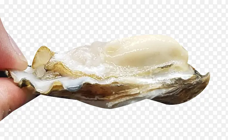 ��ֻ������ز�-������