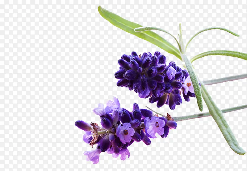 ޹�²���д-������