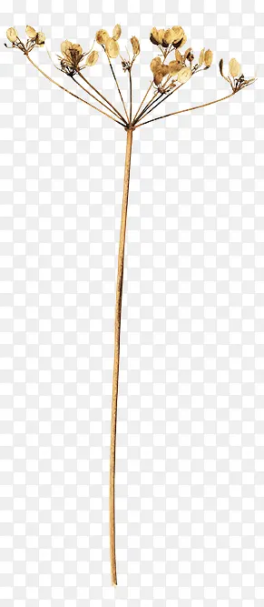 ֦��-������