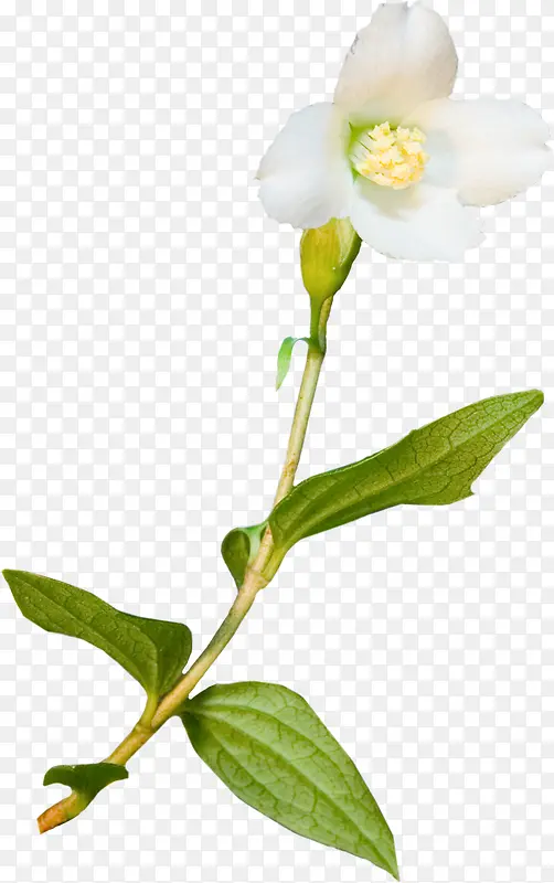 ˮ�ɻ���ɫˮ�ɻ�-������