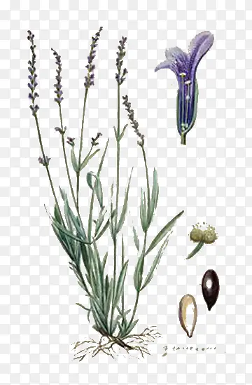 �ֻ�޹�²�-������