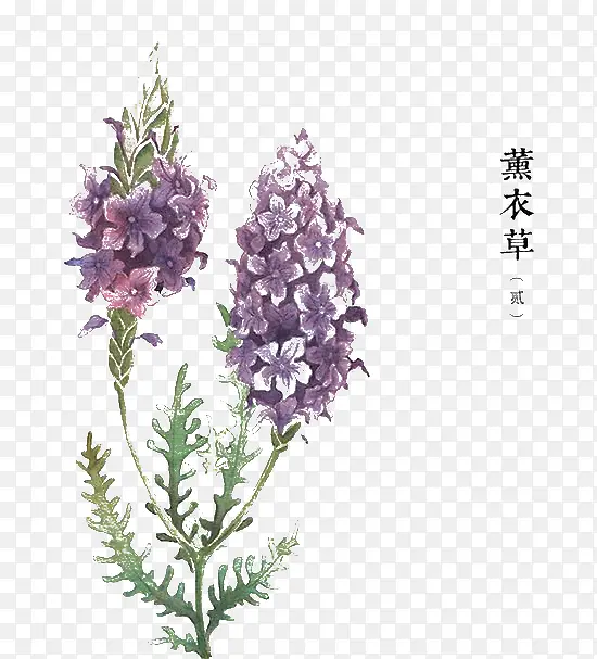 ޹�²�-������