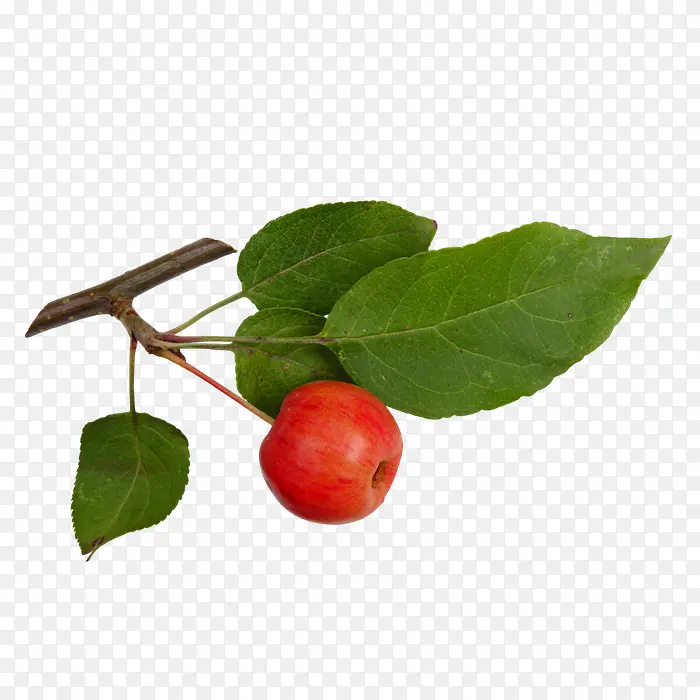 ��ɫҶ�Ӻ�ɫˮ��-������