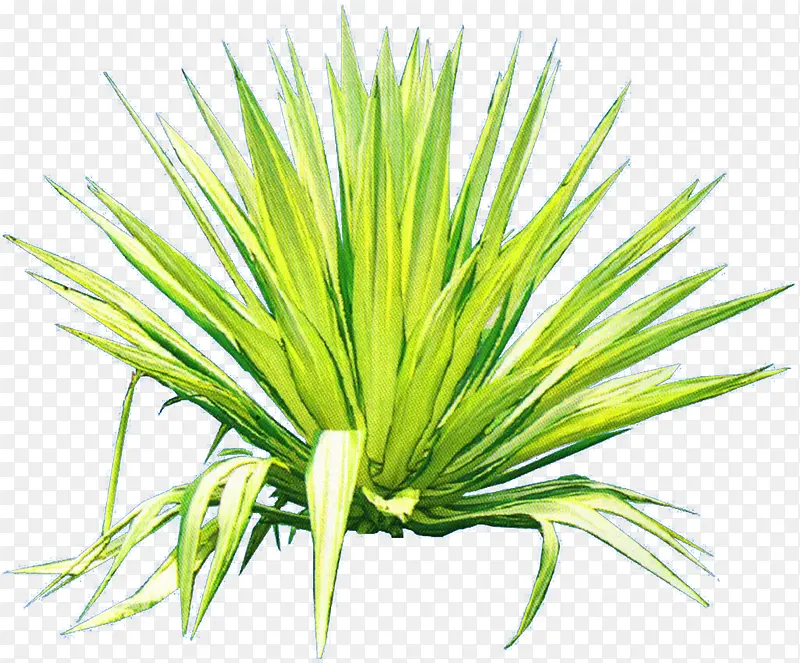 ��ɫҶ�Ӹ��崴��-������