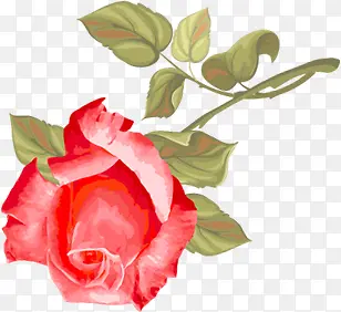 ��ƺ���ֲ�ﻨ�����Ч��-������