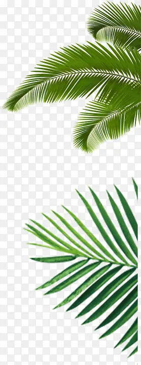 ������Ӱ��ҶЧ�����-������