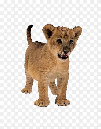 �ɰ�����С�Ա�-������