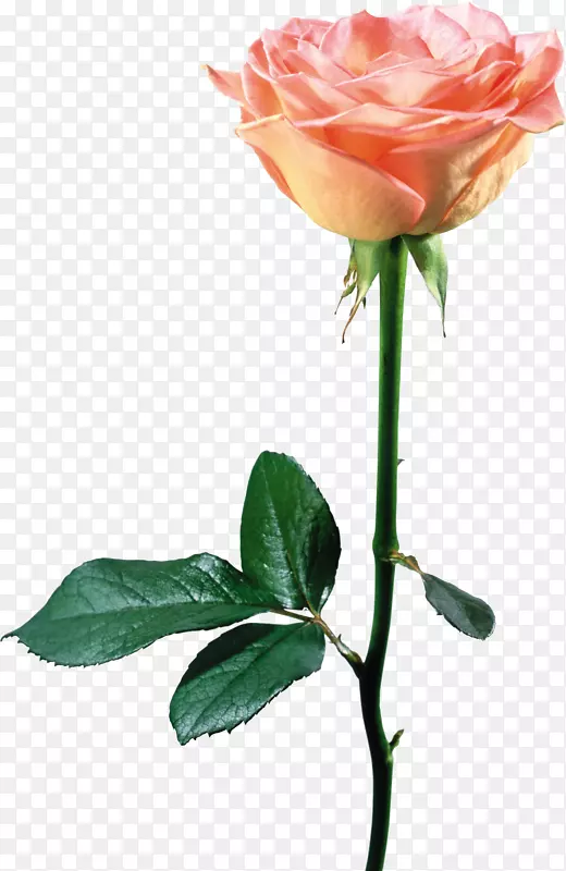 ��̲õ���л���õ��-������