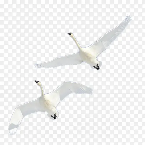 ��ֻ����-������