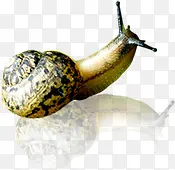 �ɰ�������ţ����-������