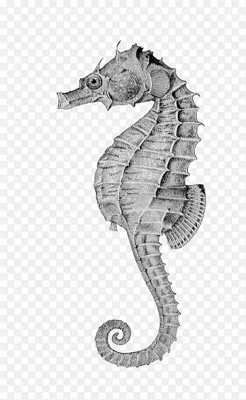 ��ͨ�ֻ溣��-������