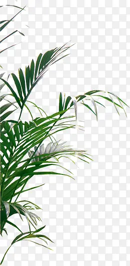 ���ܻ���������ֲ-������