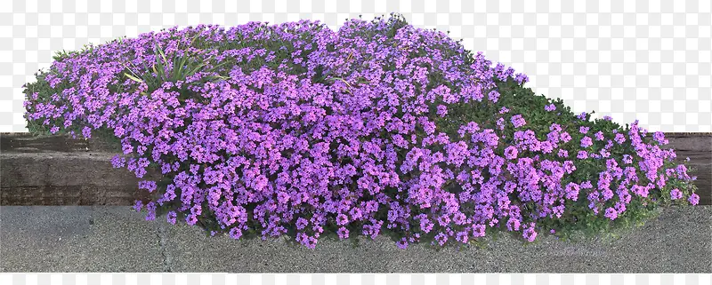 ޹�²ݻ�-������