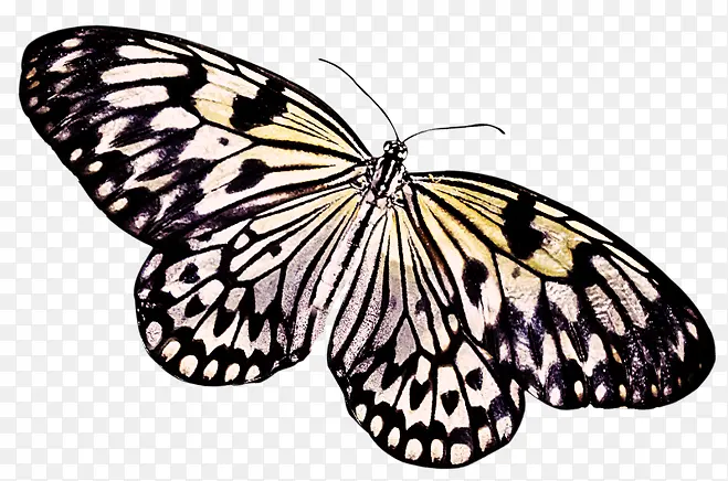 ������ɫ������-������