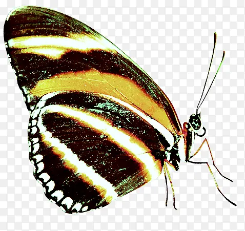 ������ɫ���������-������