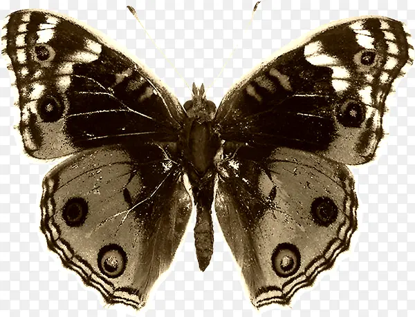 ������ɫ���ڵ����-������