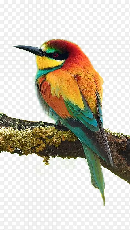 ���վ����֦�ϵĻ��-������