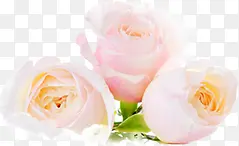 ����������Ӱ����-������