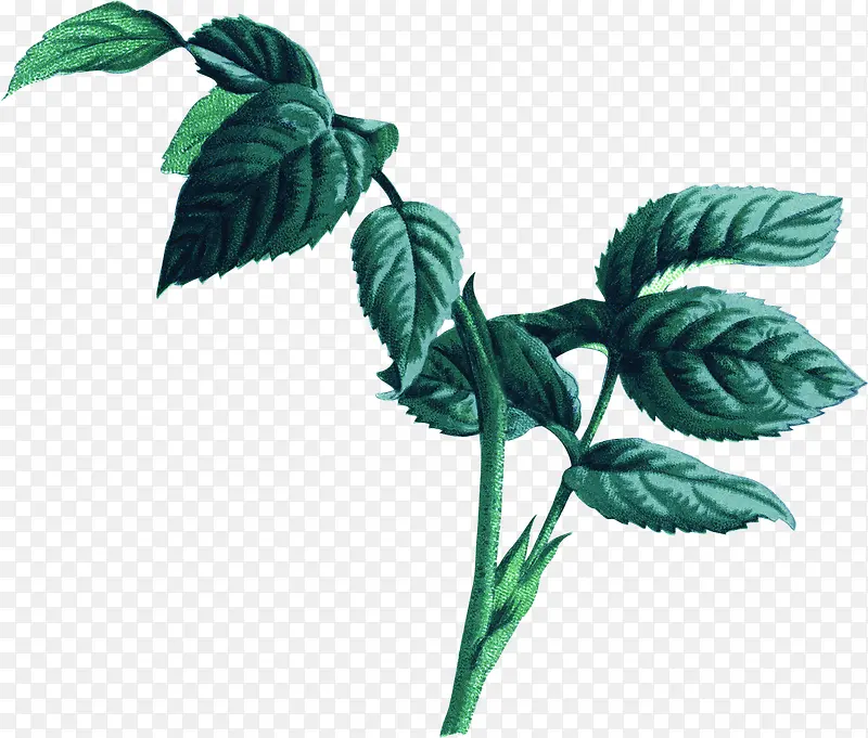 ������Ӱ��ɫ�Ĳݱ�ֲ������-������