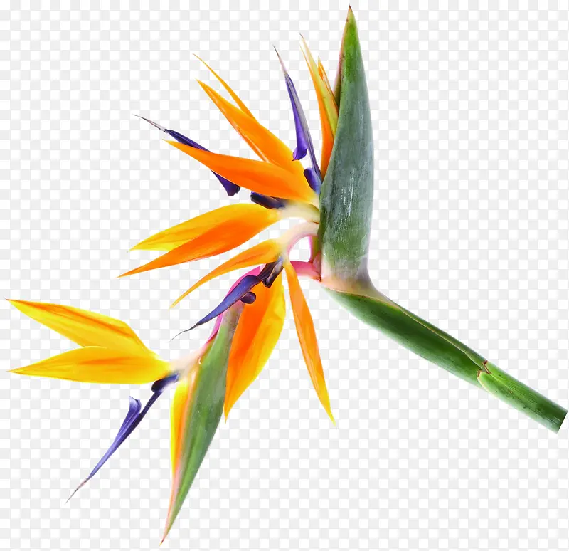 ������Ӱ�ݱ�ֲ��-������