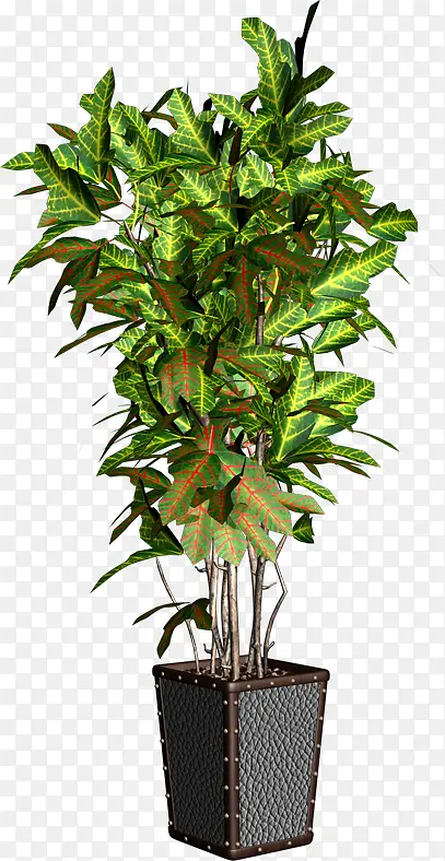 ������Ӱ�ݱ�ֲ�ﻨ��-������