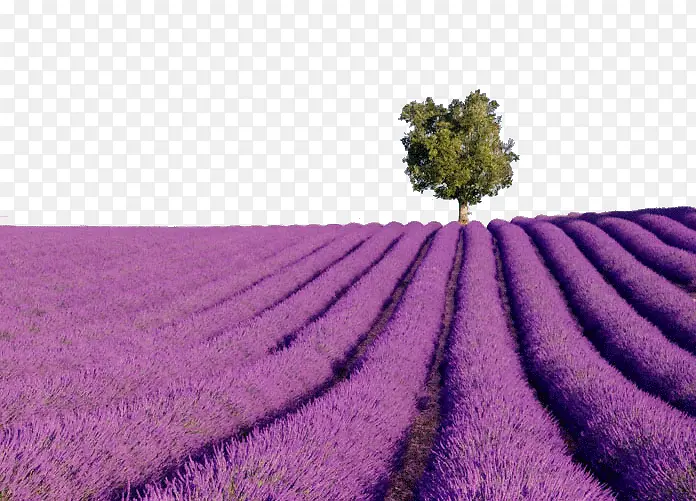 ����������˹޹�²�ׯ԰����-������