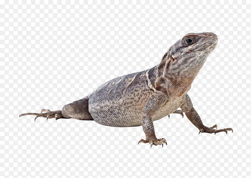 ��Ѫ���涯�����-������