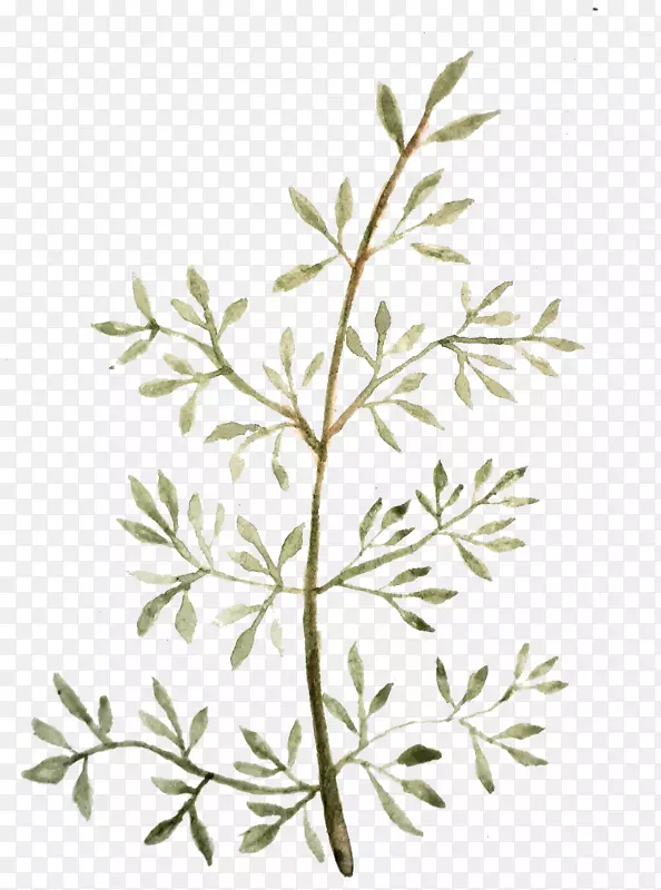 ˮ�ʻ�ƽ�����Ҷ��ˮ�ʻ�Ҷ-������