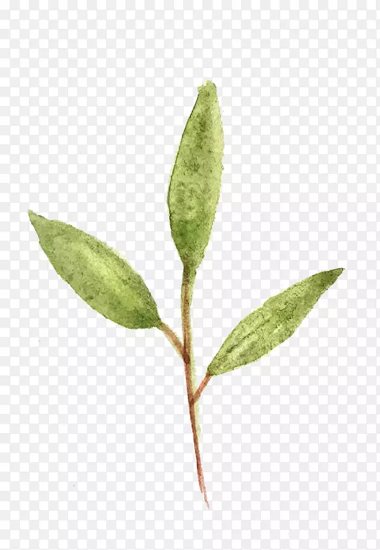 ˮ�ʻ�ƽ�����-ˮ�ʻ�Ҷ-������