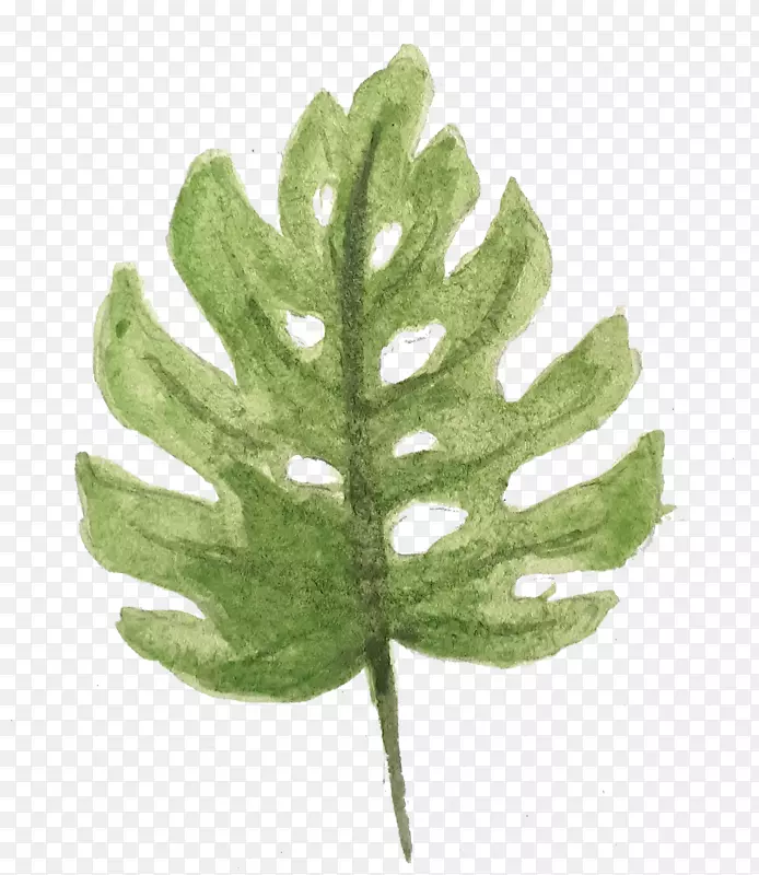 ˮ�ʻ�ƽ�����-ˮ�ʻ�Ҷ-������