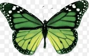 �����ڰ׳�����-������