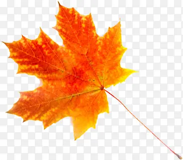 ��ɫ��Ҷ�ز�-������