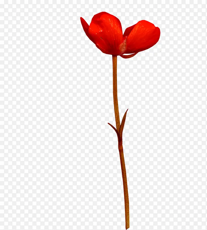 ���޵���Ҷ��-������