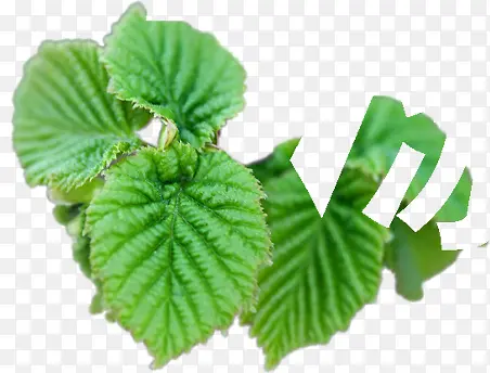 ������Ӱ��ɫҶ��-������