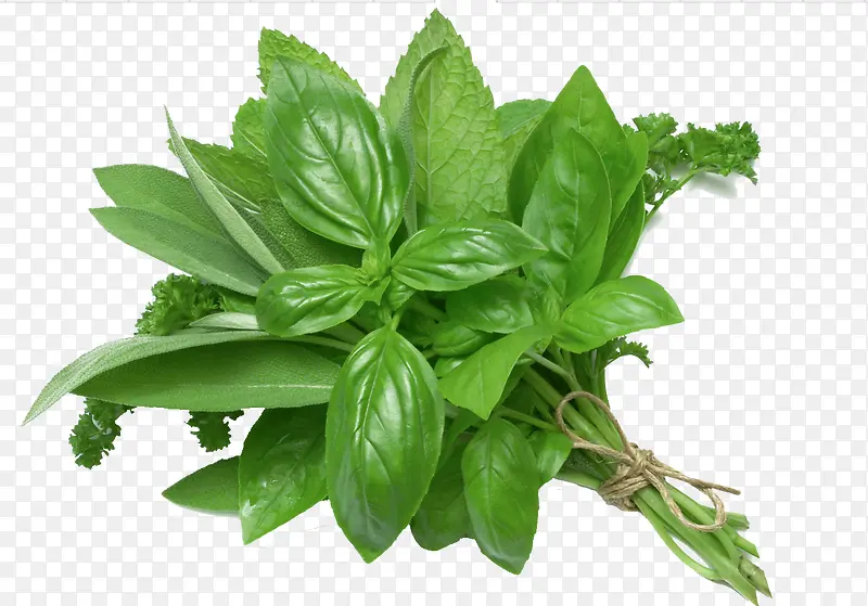 ��������߲�Ҷ��-������