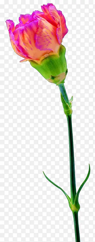 ����ܰ-������