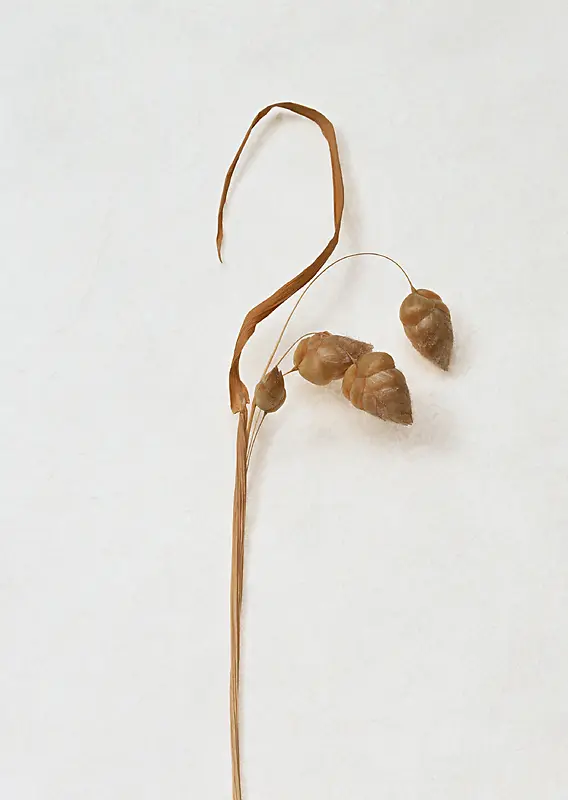 ��ɫ��Լ�ɿ���֦-������