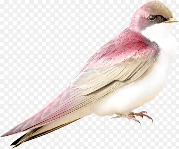 ��ɫС��-������