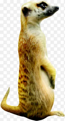 �ɰ���ͷ�������-������