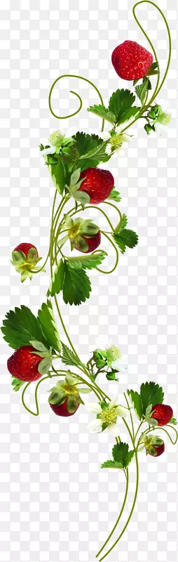 Ҷ��ֲ���ݮ-������