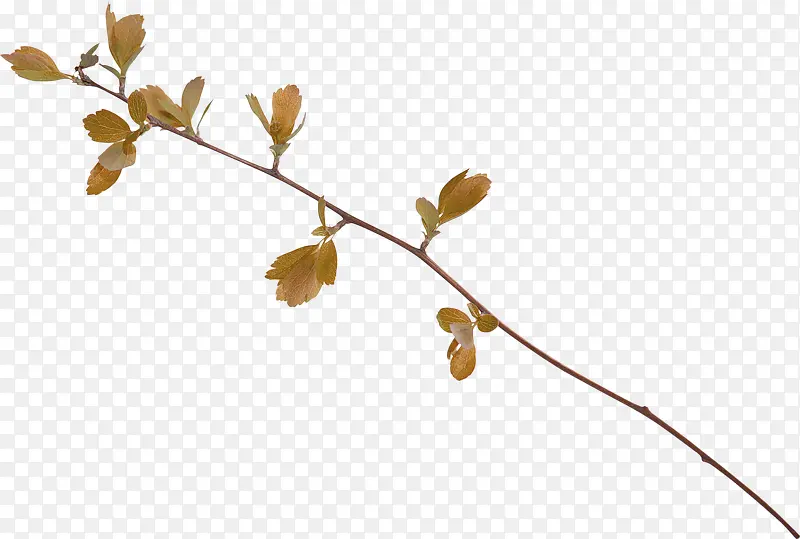 ϸ��֦ʵ��ͼƬ-������