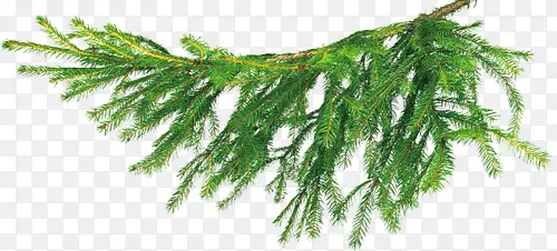 ϸ����֦-������